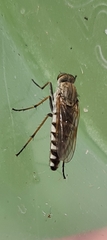 Anabarhynchus teddington
