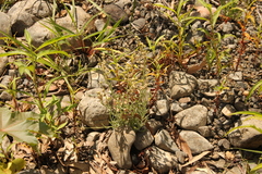 Gnaphalium polycaulon