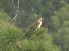 Buteo jamaicensis