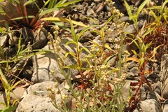 Gnaphalium polycaulon