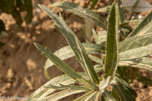 Artemisia unalaskensis iNat (2)