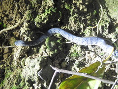 Pareas margaritophorus