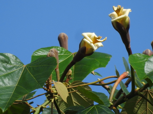 Ochroma pyramidale - Whole tree