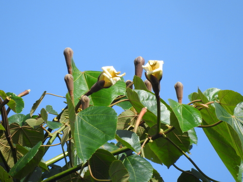 Ochroma pyramidale - Flowers