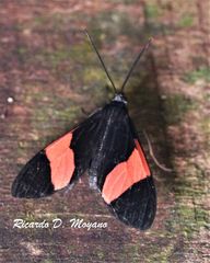 Callopepla emarginata