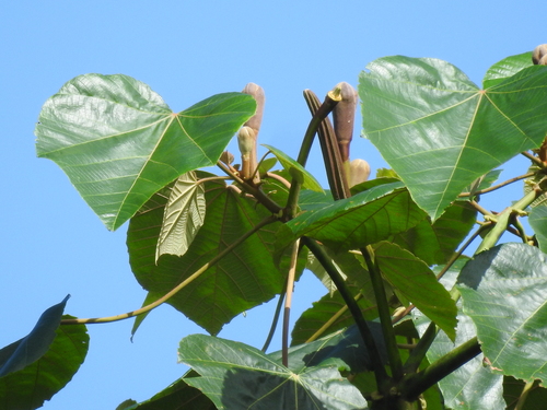 Ochroma pyramidale - Fruit