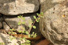 Euphorbia dallachyana