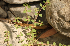 Euphorbia dallachyana