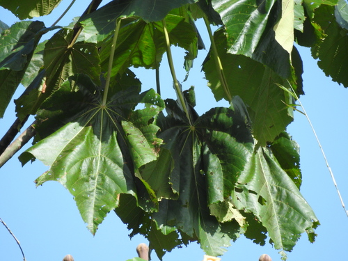 Ochroma pyramidale - Leaves
