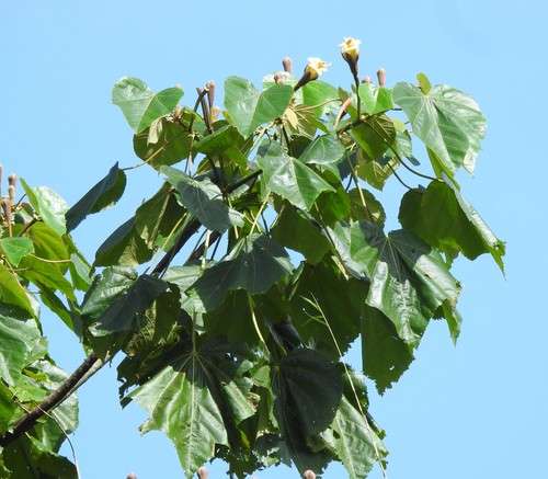 Ochroma pyramidale - Whole tree