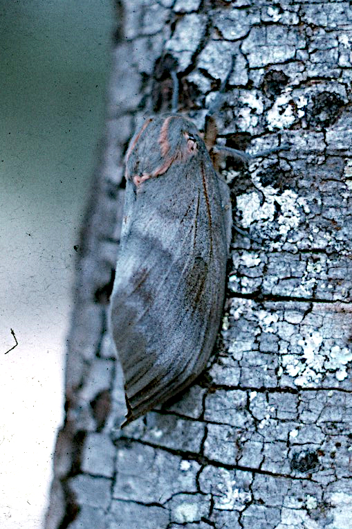 Gonometa robusta