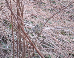 Emberiza personata