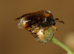 Ripiphorus