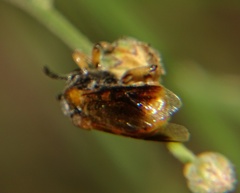 Ripiphorus