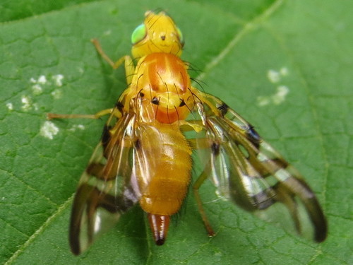 Sunflower Maggot Fly photo 3