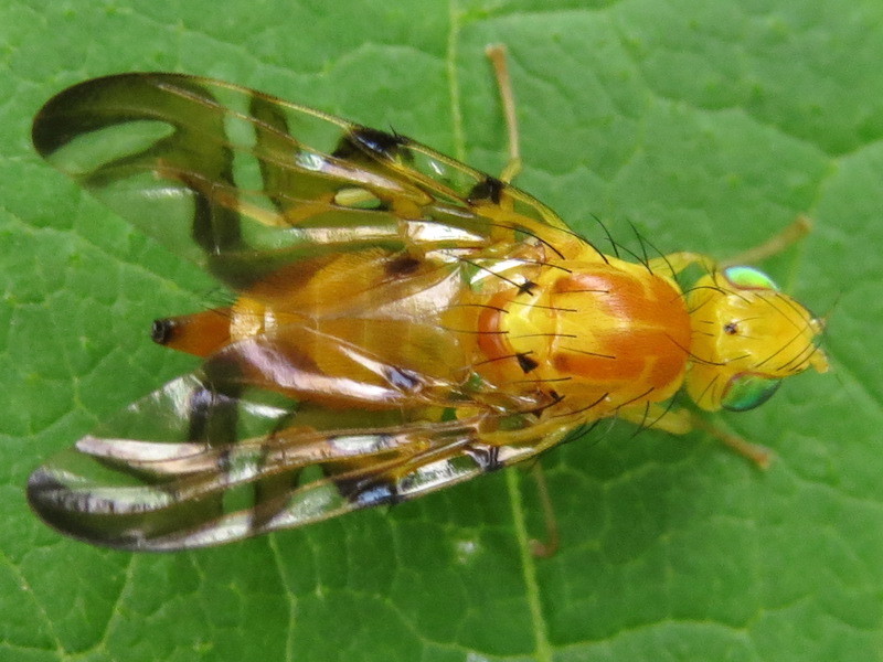 Sunflower Maggot Fly