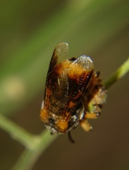 Ripiphorus