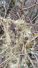 Usnea quasirigida