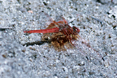 Trithemis kirbyi
