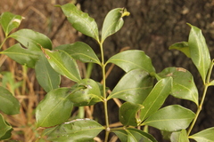 Psydrax odorata buxifolia