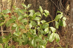Psydrax odorata buxifolia