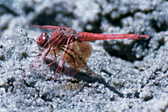 Trithemis kirbyi