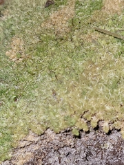 Leucobryum albidum image