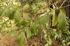 Psydrax odorata buxifolia
