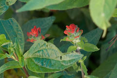 Castilleja arvensis arvensis