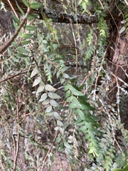 Metrosideros colensoi
