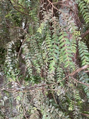 Metrosideros colensoi