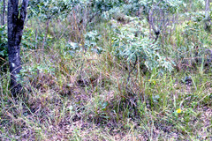 Cercotrichas leucophrys