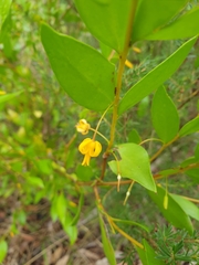 Persoonia oblongata
