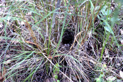 Cercotrichas leucophrys