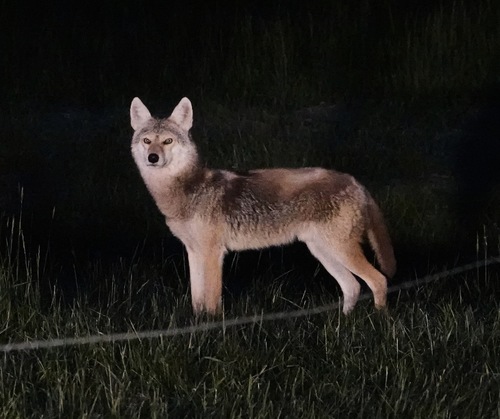 Coyote photographed in Tennessee