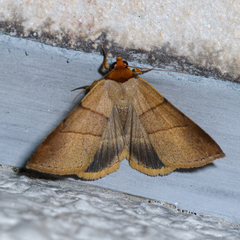 Plecoptera luteiceps