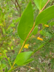 Persoonia oblongata
