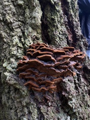 Phellinus piceinus