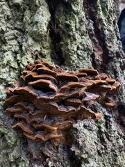 Phellinus piceinus