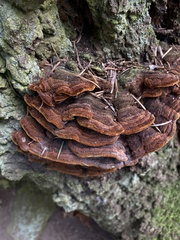 Phellinus piceinus