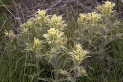 Castilleja pilosa pilosa