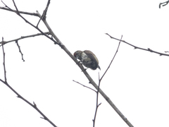 Picumnus squamulatus