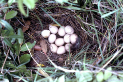 Numida meleagris coronatus