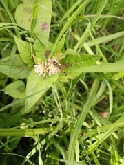 Persicaria nepalensis