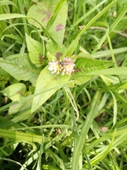 Persicaria nepalensis