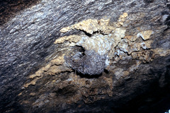 Thamnolaea cinnamomeiventris