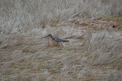 Tringa semipalmata semipalmata