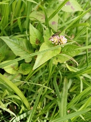 Persicaria nepalensis
