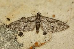Eupithecia oxycedrata
