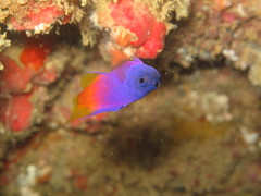 Brazilian Basslet photo 1